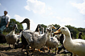 Diepholz geese eating snails, biological dynamic (bio-dynamic) farming, Demeter, Lower Saxony, Germany