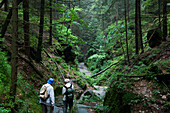 Uttewalder Grund, Nationalpark Sächsische Schweiz, Lohmen, Sachsen, Deutschland