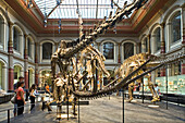 Dinosauriersaal im Lichthof des Museum für Naturkunde der Humboldt-Universität zu Berlin