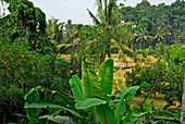 Blick auf Palmen und Reisfelder in Peliatan, Ubud, Bali, Indonesien, Asien