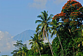 The volcano Gunung Agung behind clouds and palm trees, Eastern Bali, Indonesia, Asia