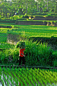 Woman carrying load on her head over rice fields, Bangli district, Bali, Indonesia, Asia