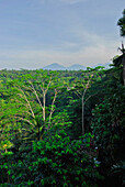 Blick über den Dschungel unter Wolkenhimmel, Ubud, Indonesien, Asien