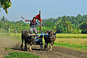 Zwei Büffel ziehen einen Wagen mit hoher Geschwindigkeit, Büffelrennen, Negara, West Bali, Indonesien, Asien