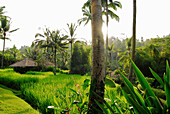 Bungalows of the Four Seasons Hotel under palm trees in the sunlight, Sayan, Ubud, Bali, Indonesia, Asia