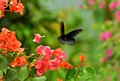 Bougainvillea Blüte und Schmetterling, Nord Bali, Indonesien, Asien