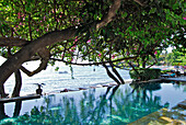 Pool mit Meerblick unter Bäumen, Mimpi Resort, Tulamben, Nord Ost Bali, Indonesien, Asien