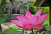 Pink lotus flower in the garden of Amandari Resort, Yeh Agung, Bali, Indonesia, Asia