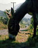 Grazing donkey and an old man on a country road, Puebla province, Mexico, America