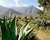 Narrow path through agaves in a valley, Puebla province, Mexico, America