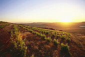 Blick über Weinberge, Observatory Wine Cellar bei Sonnenuntergang. Malmesbury, Swartland, Westkap, Südafrika, Afrika