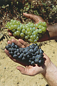 Black hand holding Chardonnay, white hand holding Pinot Noir grapes, Bouchyard Finlayson Estate, Walker Bay, Western Cape, South Africa