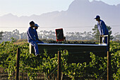 Local people harvesting the grapes, Franschhoek, Western Cape, South Africa, Africa