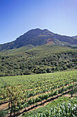 Weinberge und Weinfelder bei Weingut De Trafford, Stellenbosch, Westkap, Südafrika, Afrika