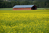 Red farm and yellow canola fields, Alaska Highway, British Columbia, Canada