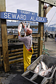 Fisherman Hangs Caught Fish from Fishing Charter at Seward Alaska Dock Area Boat Harbor AK U S United States Kenai Peninsula Resurrection Bay