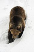 Grizzly Bear (Ursus arctos). Germany.