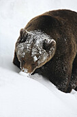 Grizzly Bear (Ursus arctos). Germany.