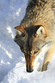 Wolf (Canis lupus). Bayerischer Wald National Park. Germany.