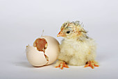 Chick standing next to egg shell, 4 hours old, Switzerland