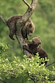 Brown bears (Ursus arctos).