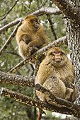Barbary Macaque (Macaca sylvanus), Azrou, Morocco