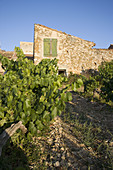Vid plantation in Vaucluse, Provence, France