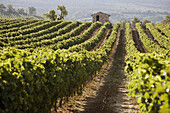Vineyard in Vaucluse, Provence, France