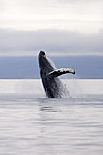 Humpback Whale breaches in South Eastern Alaska, USA