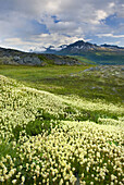 Alpine meadows carpeted with Partridge Foot (Luetkea pectinata) in the Chugach Mountains near Thompson Pass, Alaska, USA