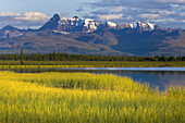 View of the Wrangell Mountains from the wetlands and tundra near Nebesna Road, Wrangell-St. Elias National Park, Alaska, USA