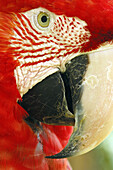 Napo river area, Napo Province, Amazon Basin, Ecuador, South America, Red and Green Macaw (Ara chloroptera). 2006