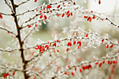 Winter frost on bush, Happy Valley, Oregon, USA
