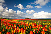 Tulips. Willamette Valley, Oregon, USA