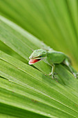 Anole lizard eating cricket
