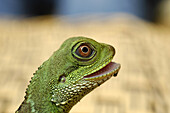 Chinese water dragon