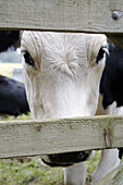 Cow looking through gap in wooden fence. England UK