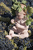 ns, Child, Children, Climbing vine, Climbing vines, Color, Colour, Contemporary, Daytime, Exterior, Farming, Full-body, Full-length, Grape, Grapes, Harvest, Harvesting, Harvests, Hold, Holding, Human