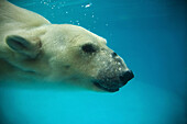 Polar Bear diving underwater