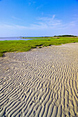 Sea grass along the beach at Rock Harbor, Orleans, Cape Cod, Massachusetts, USA