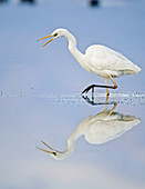 Great White Egret reflected