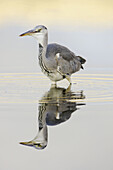 Grey heron reflected into the water