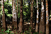 Rubber trees. Amazon. Brazil.