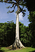 Tree at Tikal mayan archeological site. Petén Department, Guatemala