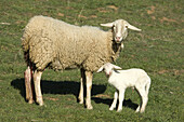 Sheep and lamb. Valle de Alcudia, Ciudad Real, Spain