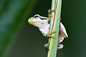 Common Tree Frog (Hyla arborea) climbs on reed