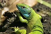 Green lizard (Lacerta viridis), male with blue throat, mating season, National Park Lake of Neusiedel, Austria