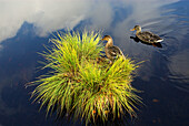 Mallard (Anas platyrhynchos), couple, one sitting on a hummock of sedge, the other swimming, moorlake, reflections of clouds, National Park Sumava, Czech Republic