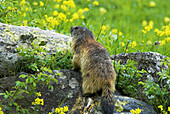 Marmot (Marmota marmota), standing on granite rocks, flowering alpine pasture, spring in the mountains, National Park des Ecrins, French Alps, Haute Dauphiné, France