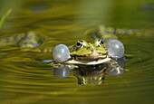 Edible frog or Green frog (Rana esculenta), swimming and croaking for mating, double vocal sacs, water pond, Bavaria, Germany